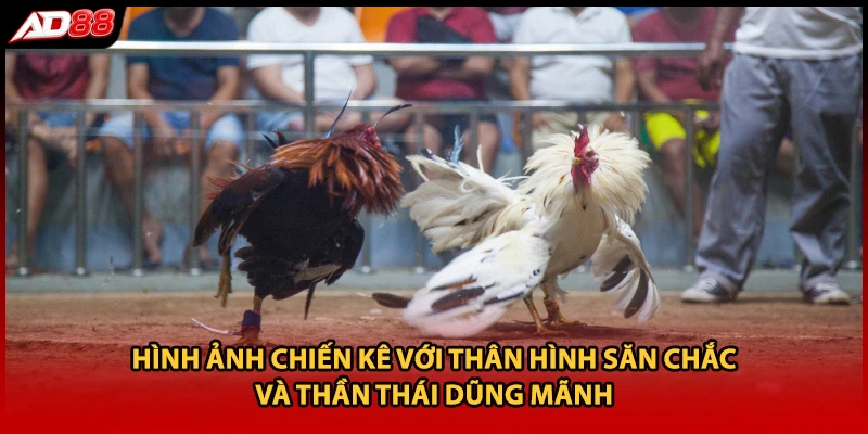 Hình ảnh chiến kê với thân hình săn chắc và thần thái dũng mãnh