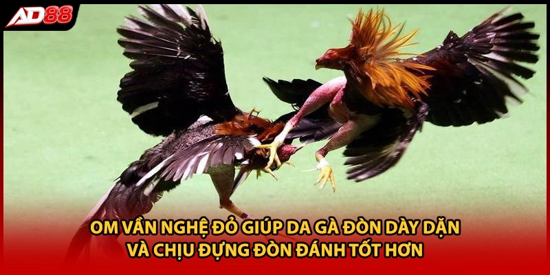 Om vần nghệ đỏ giúp da gà đòn dày dặn và chịu đựng đòn đánh tốt hơn